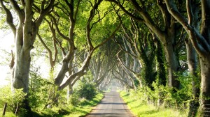 Dark Hedges