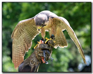 Hawk Walk at Ireland School of Falconry