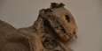 Christ Church Cathedral - Mummified Cat