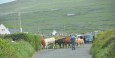 Farmer herding cows down the highway.